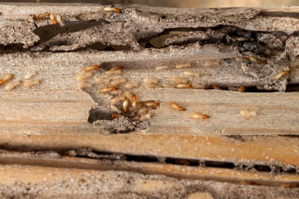 Best Best Pest Control Companies  in Winter Garden, FL